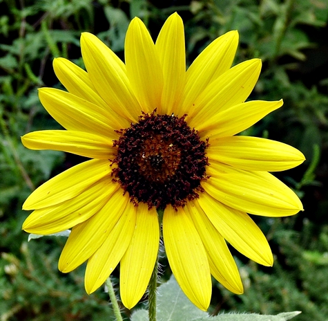 {Helianthus annuus}